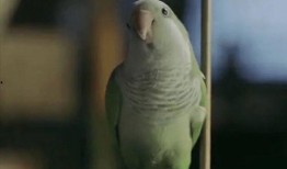 小鹦鹉视频,萌宠互动，欢乐无限